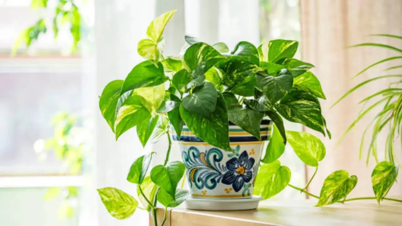 Money plant vastu tips keep in this direction to attract Good luck and prosperity