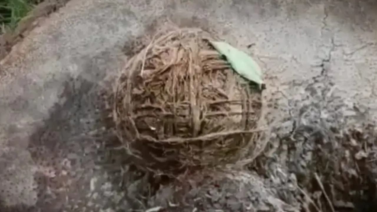 Allegations of bombing at BJP leaders house in Nandigram late at night two bombs recovered