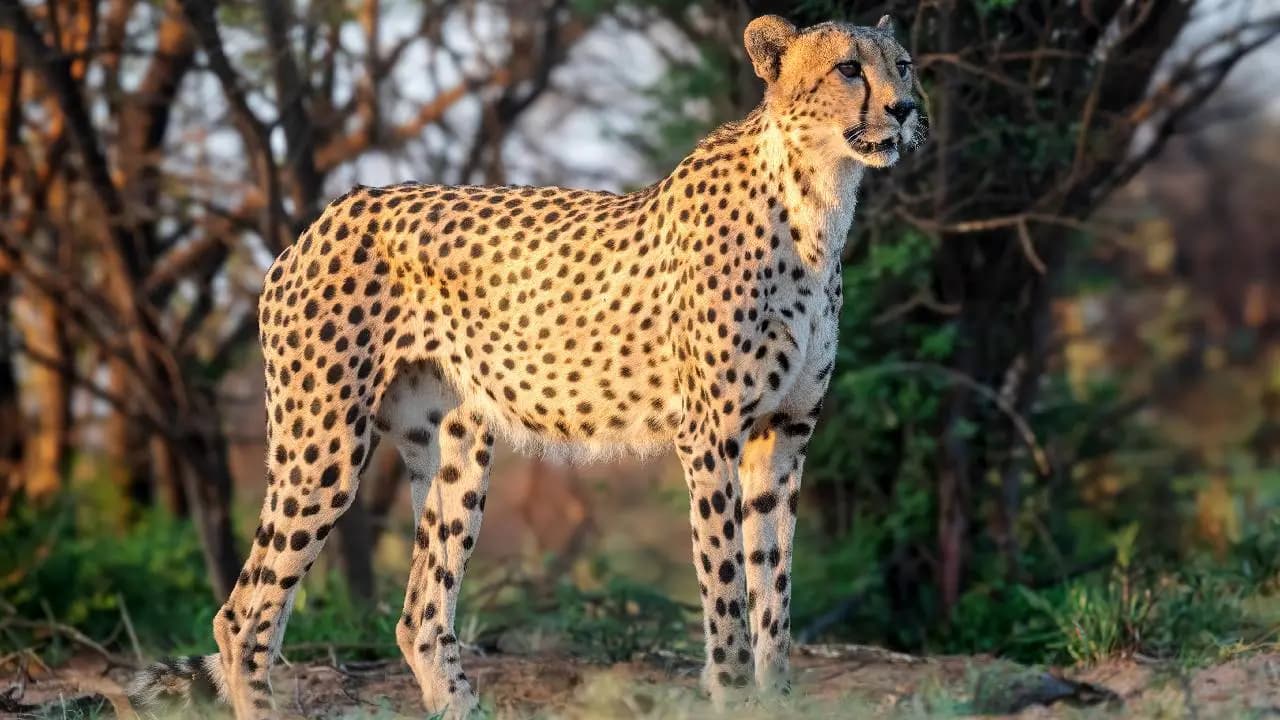 Four South African Cheetahs Arrive At Bengalurus Bannerghatta Biological Park