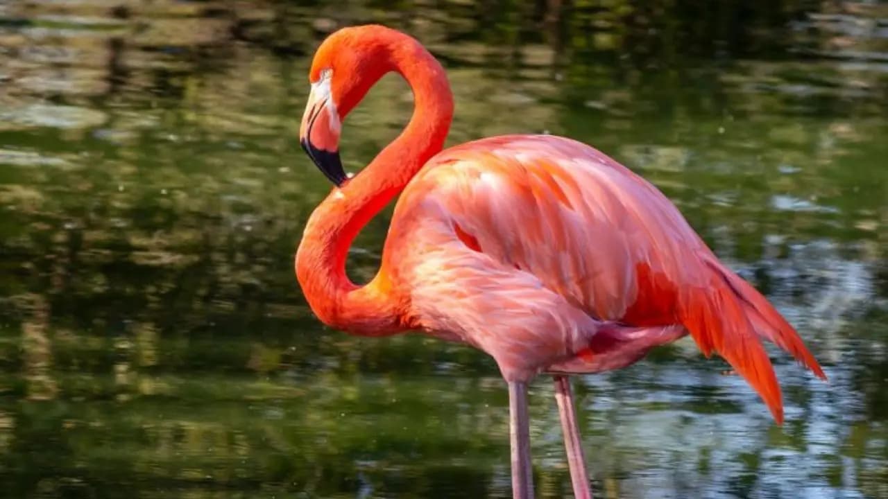How the colour of feathers change in Flamingos, check details 