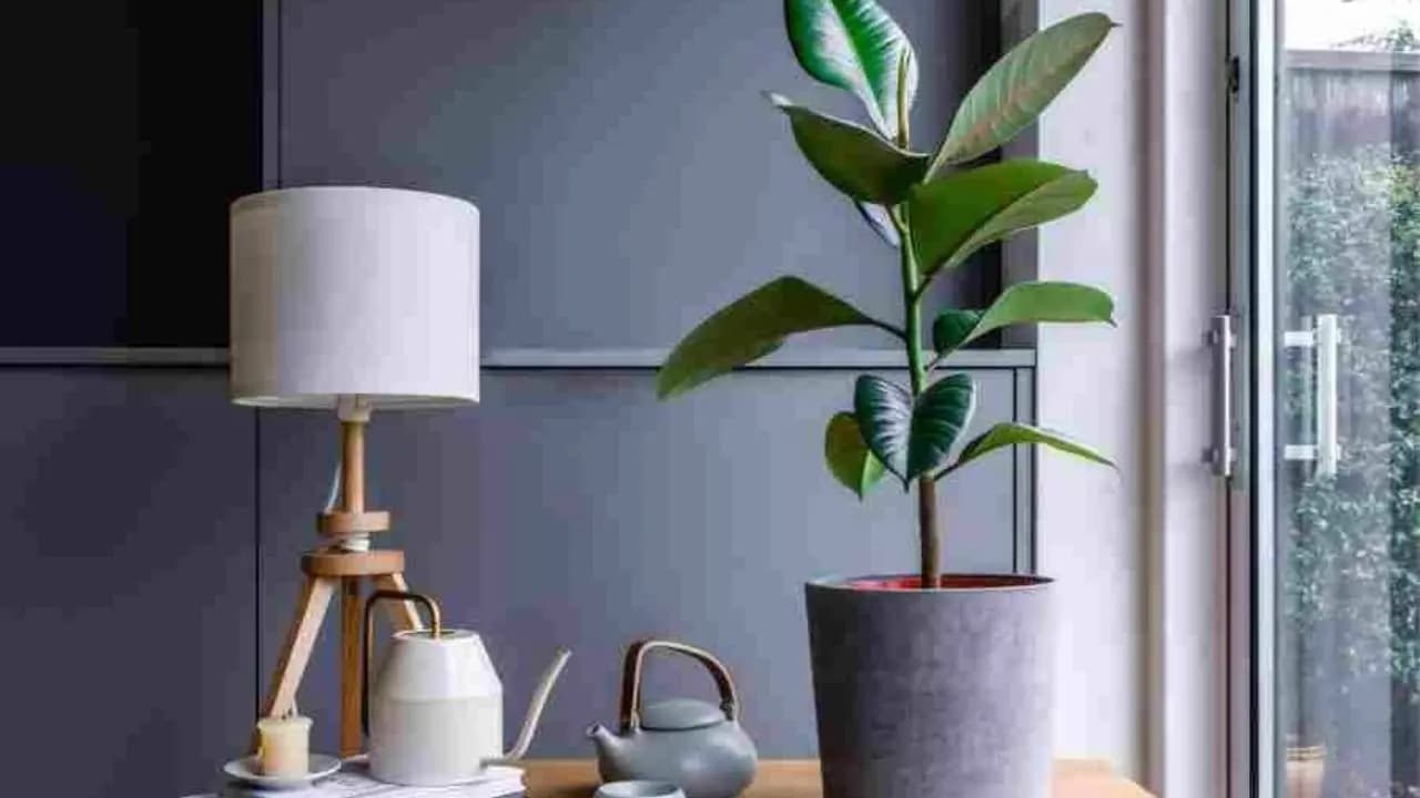 Rubber Plant Vastu and Feng Shui Benefits for Wealth and Prosperity at Home
