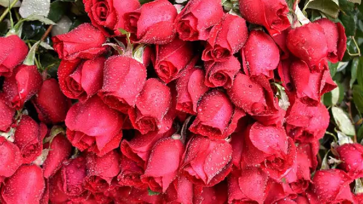 On valentine's day rose  sold in high price