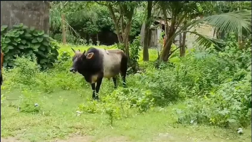 bull attack at purba bardhaman area gnr