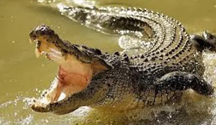 boy was dragged by the crocodile while fishing