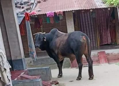 Bull attack incident