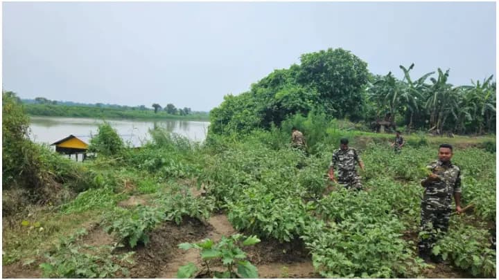 Cultivation of marijuana in Balagarh, sudden police raid