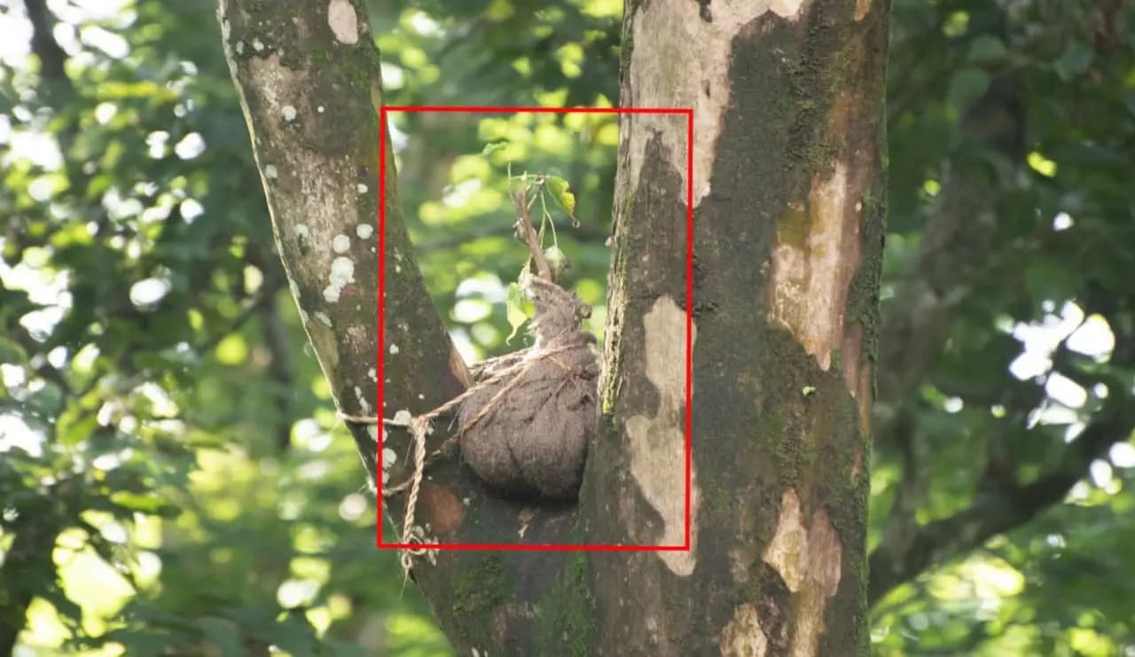 tree top plantation system in jaldapara gnr