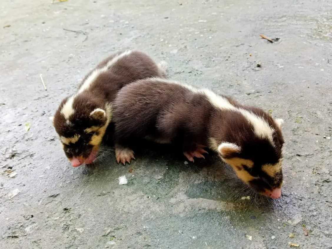 rare animal rescue from jalpaiguri