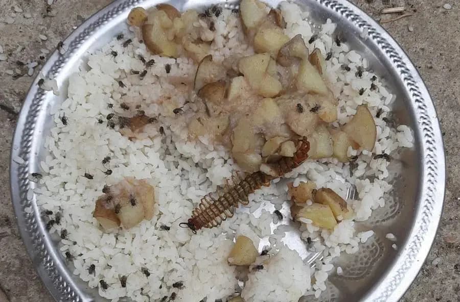 INSECT found Mid-day meal in Bankura