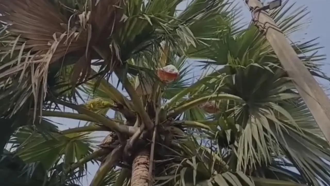 In West Bengal many people are opting for palm juice during dry days