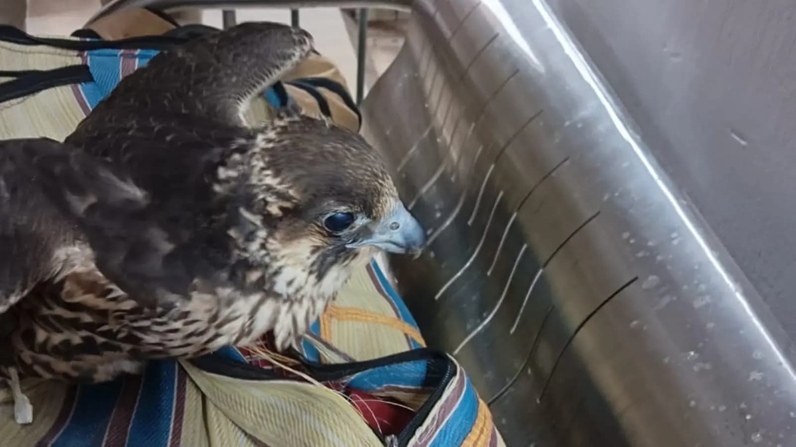 four phalcon rescued from bardhaman station_gnr