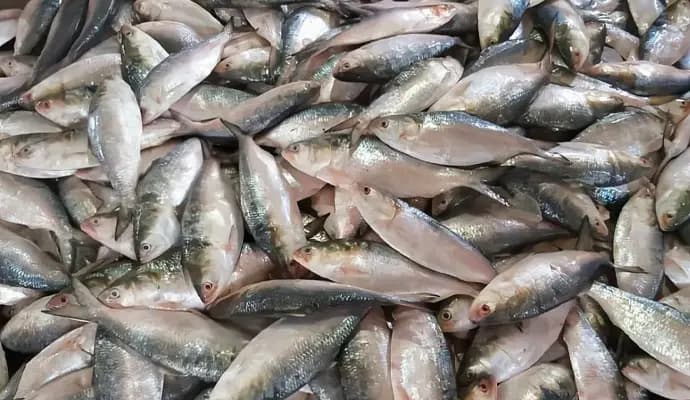seven tons of hilsa arrived in digha gnr