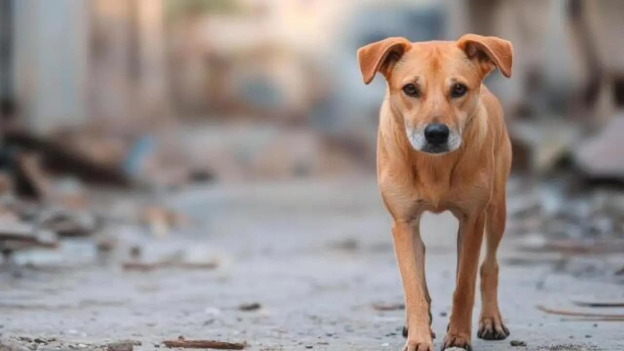 Dog's life sacrifice saves 30 children from dangerous snake