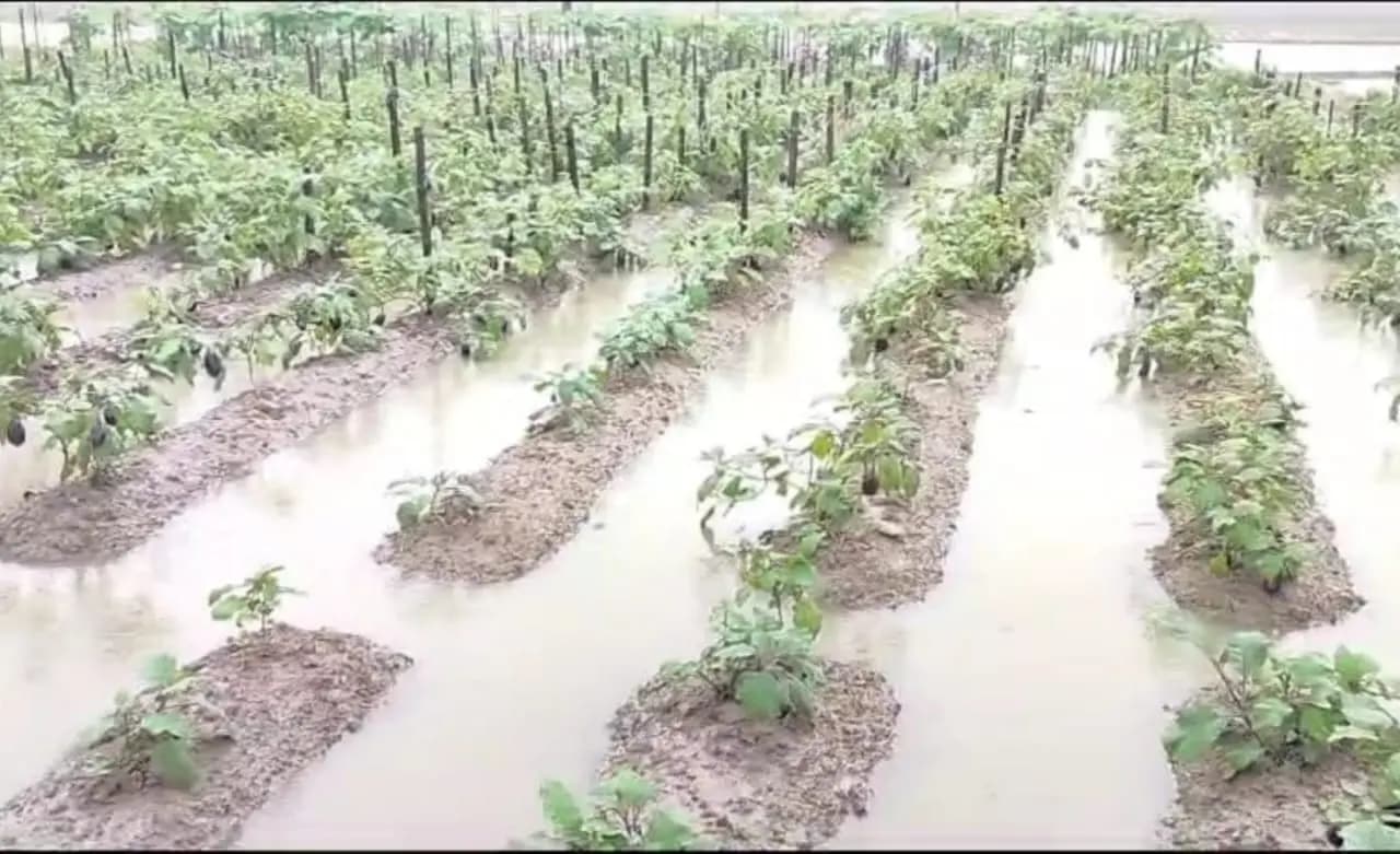 rain creates problem in potato cultivation