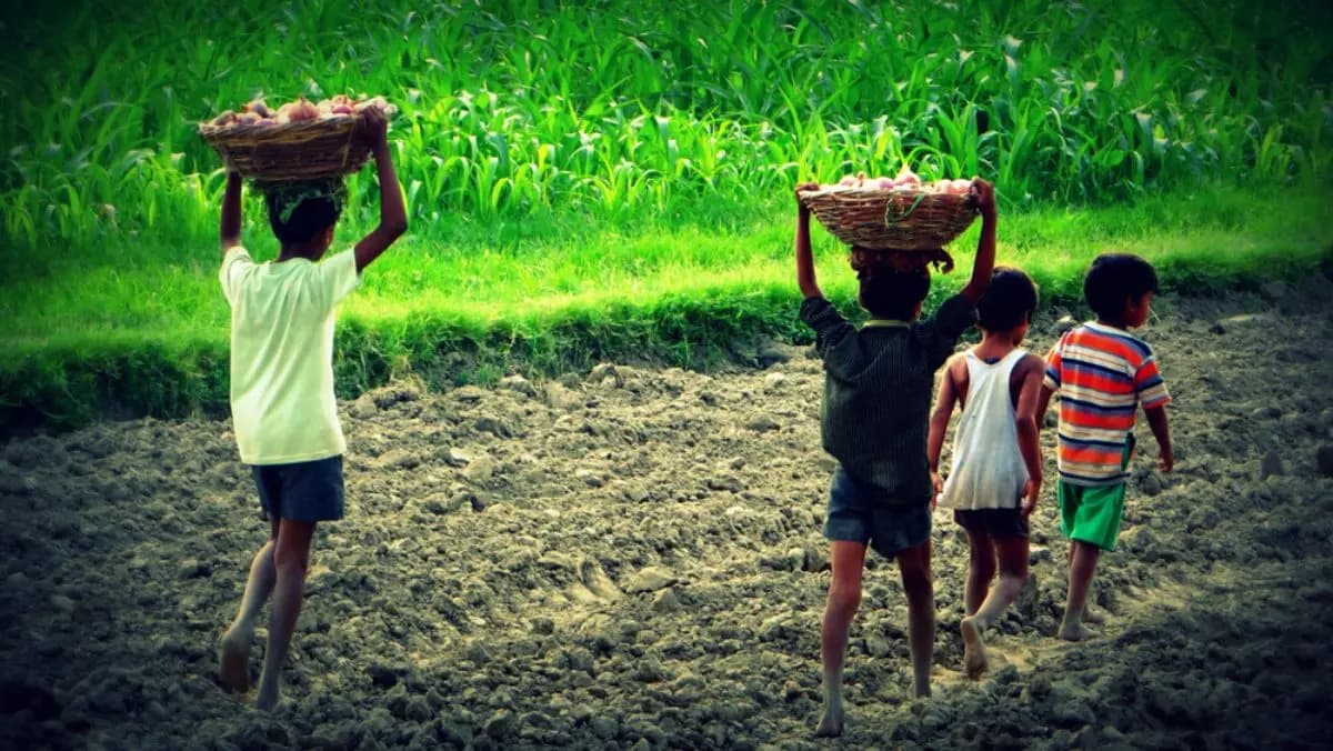 Child labours are being used in chocolate manufacturing