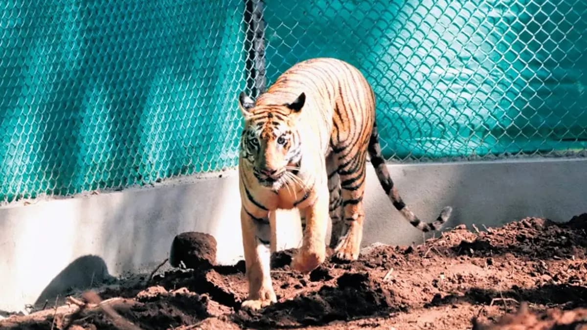 After using tranquilliser forest department is waiting for Zeenat to sleep gnr