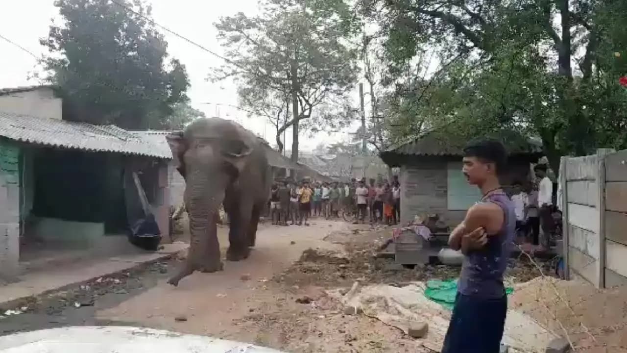 Phase 1 Assembly Polls In West Bengal: Elephant Visits Polling Station