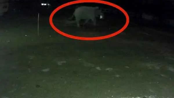 Elephant consume huge amount of rice back to jungle with sack filled with rice in dooars gnr 