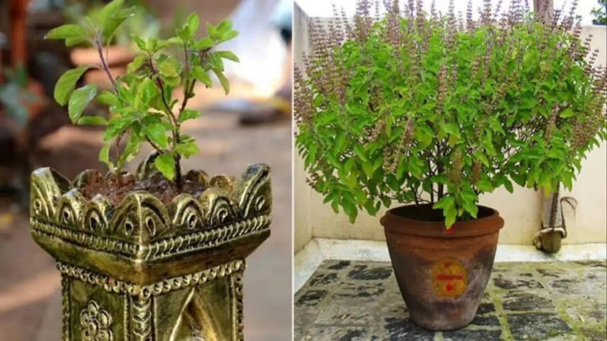 Be careful if tulsi leaves in your house drying up know how to take care of this tree lif