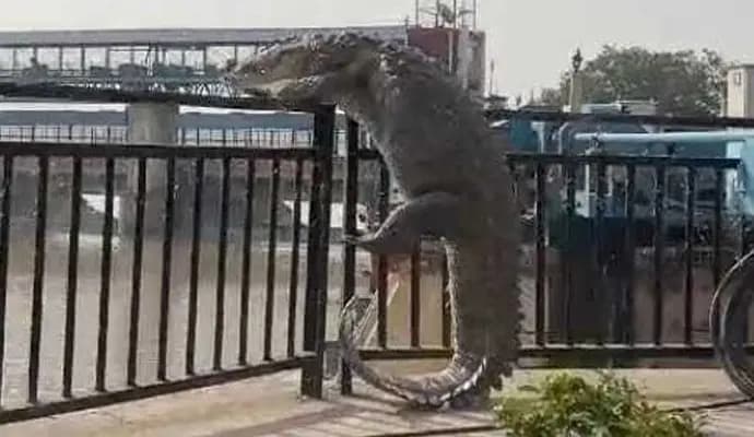 Crocodile Swims Out Of UP Canal