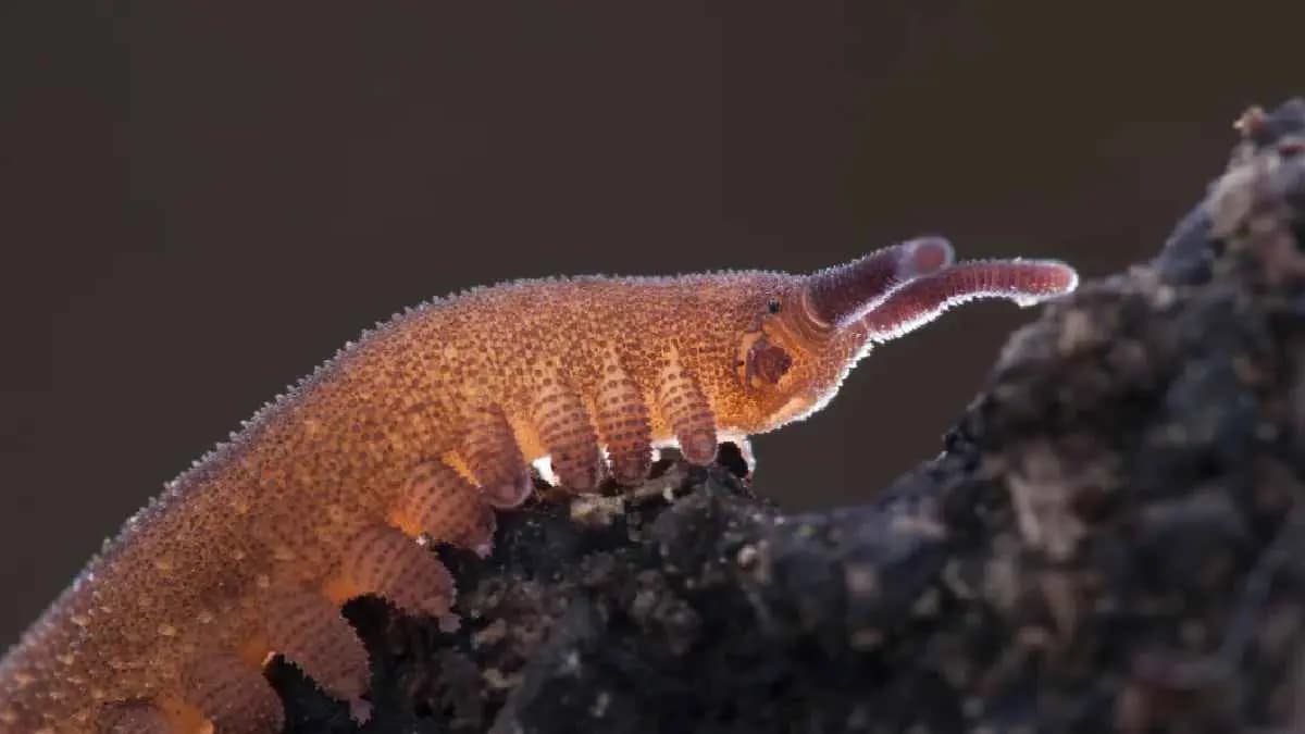 This incredible Creature just Resurfaced in India after 100 years