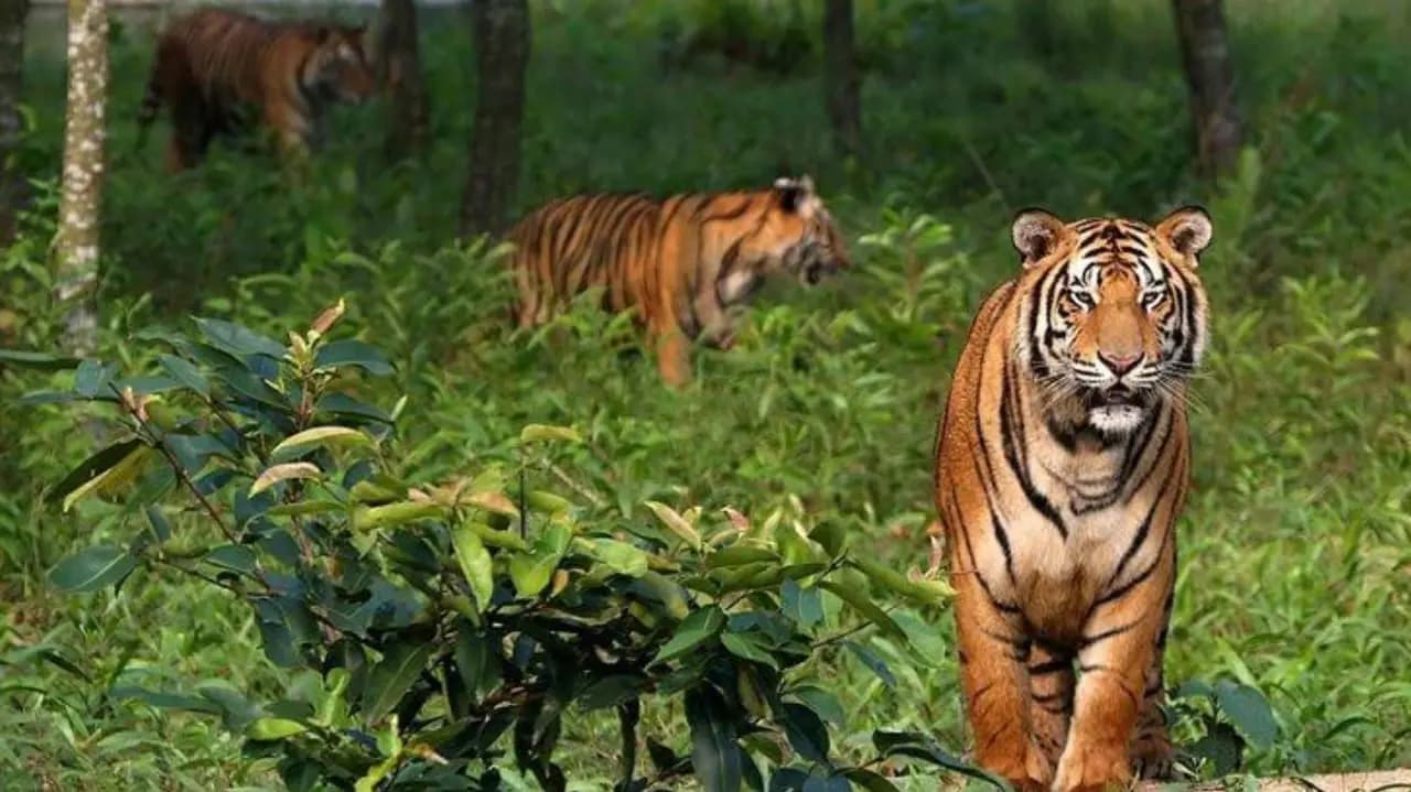 পর্যটকদের জন্য ডিসেম্বরে মঙ্গলের বদলে শুক্রবার বন্ধ থাকবে জঙ্গল, সুন্দরবনে শুরু হচ্ছে বাঘ শুমারির কাজ 