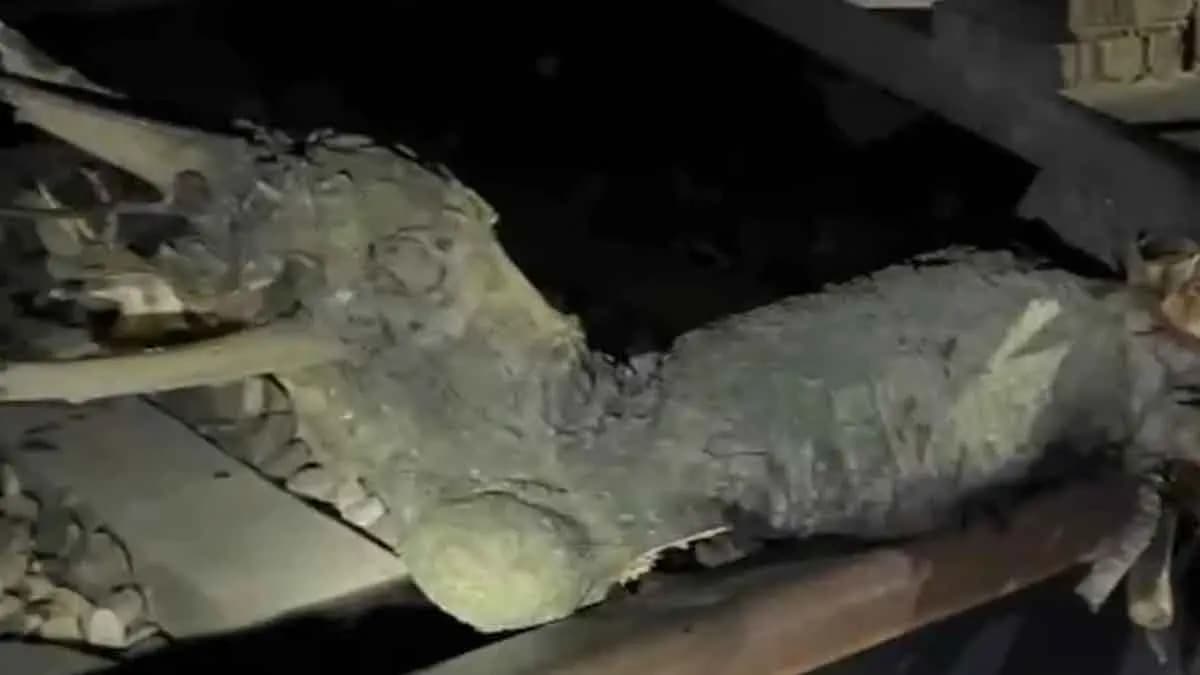 Train Hits 6 Kg Piece Of Wood On Tracks In UP, Sabotage Suspected gnr
