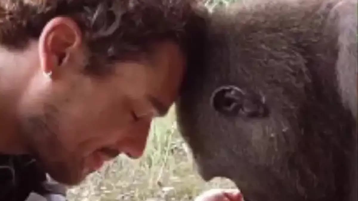 Friendship between gorilla and a man viral video