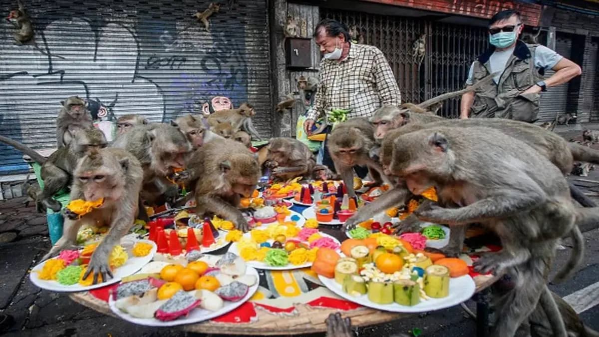 A group of monkeys crazy with desire after eating chocolate
