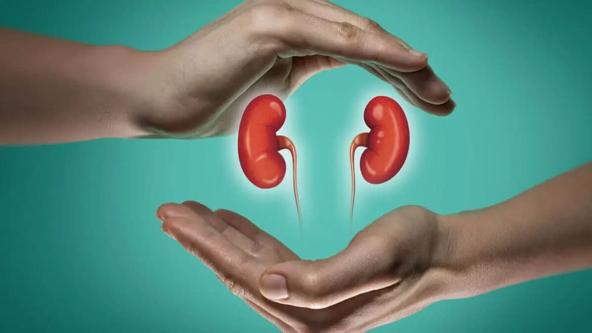 these all foods can increase your kidneys function strong and healthy lif 