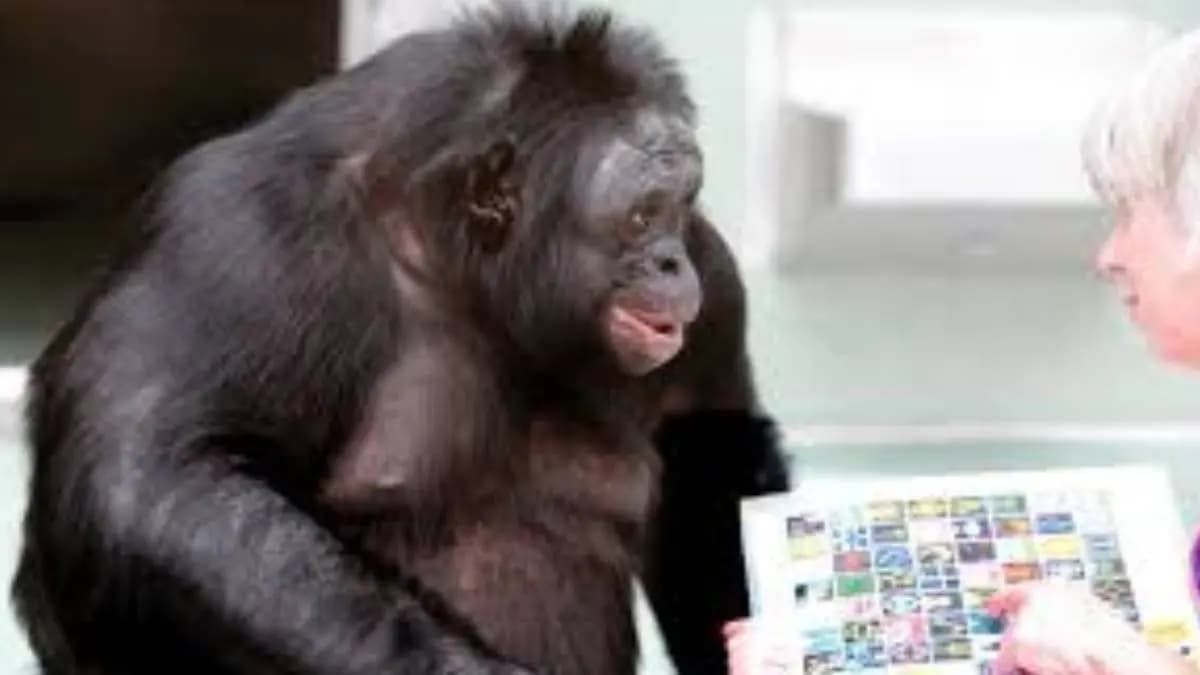 Do chimpanzees also speak in human language strange mysteries hidden within nature