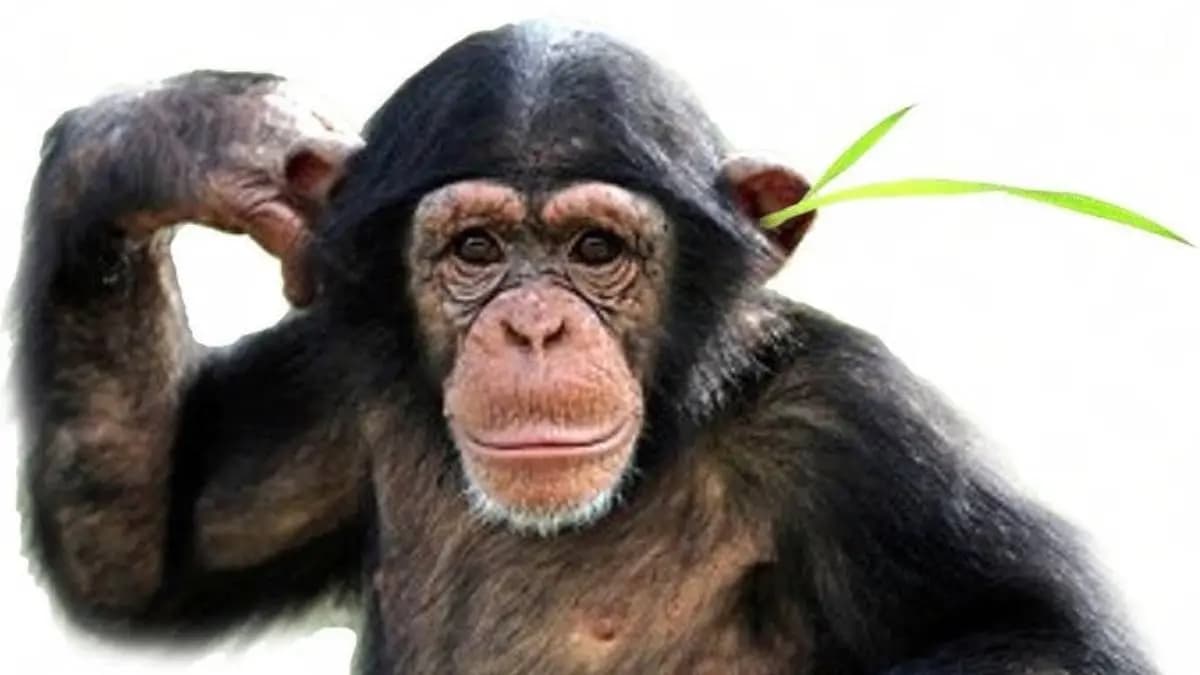 New trend of chimps to put grass in anus