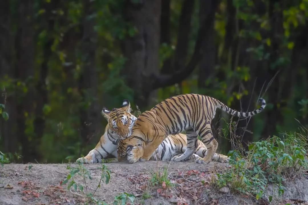 Dead body of tiger recovered in forest, know the reason gnr