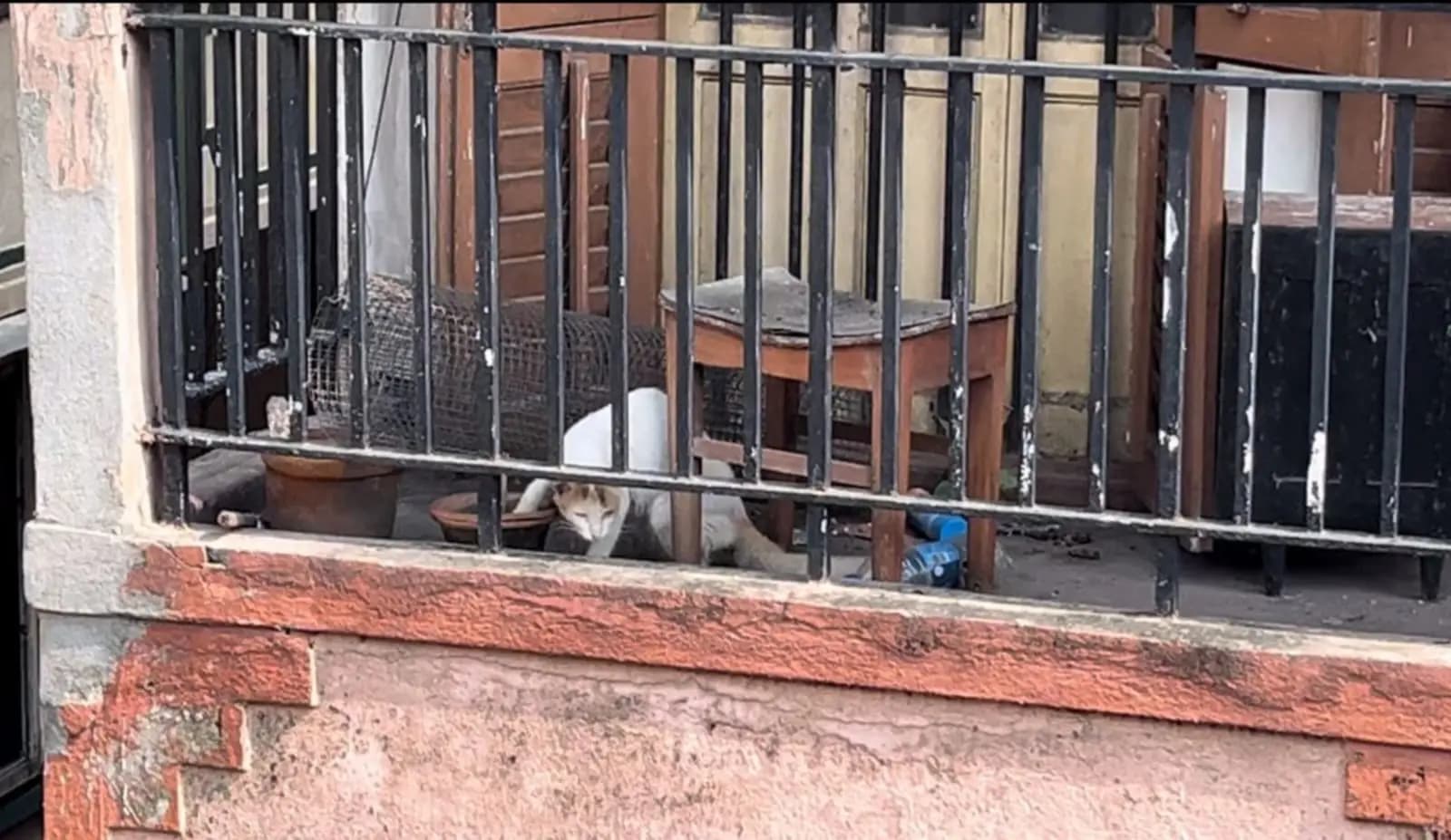 women died, cats alone in home