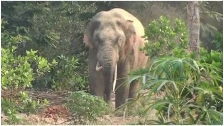 elephant attack in bankura, one dead