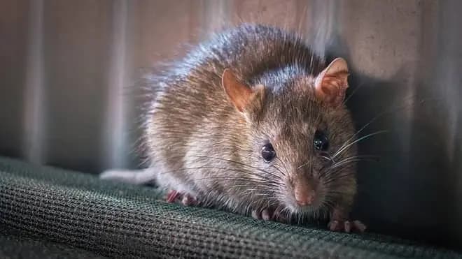 AI trained robotic rat created to study rodent behaviour in china_gnr