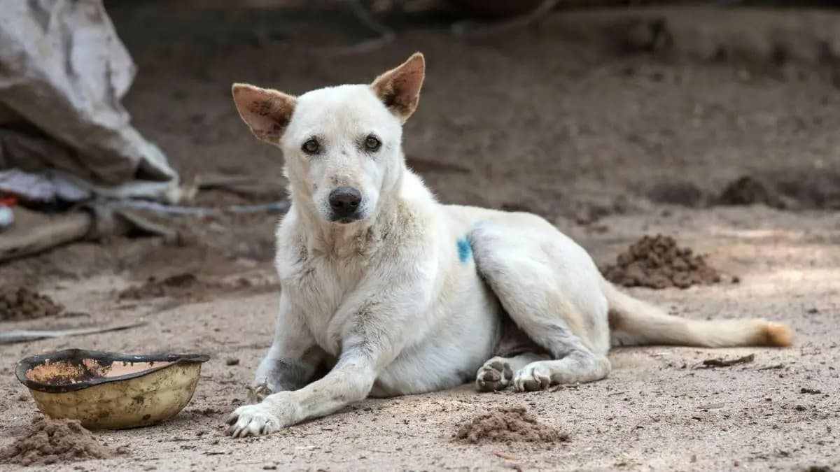 Two arrested for beating a stray dog to death in Nadia