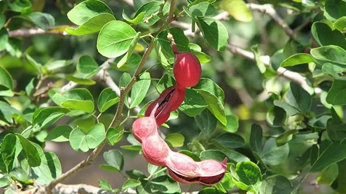This fruit named manila tamarind,also called as junglee jalebi.can prevent Cancer cell and 100 more diseases like diabetes,here is the details lif