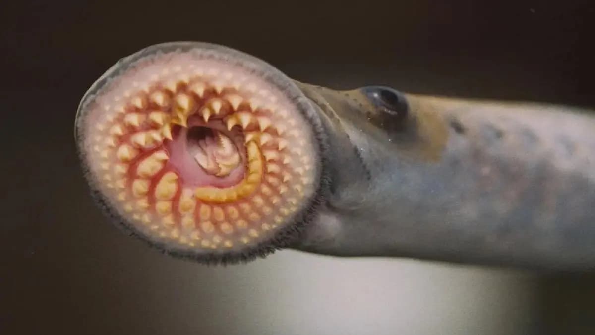 Fascinating physical structure of Leech