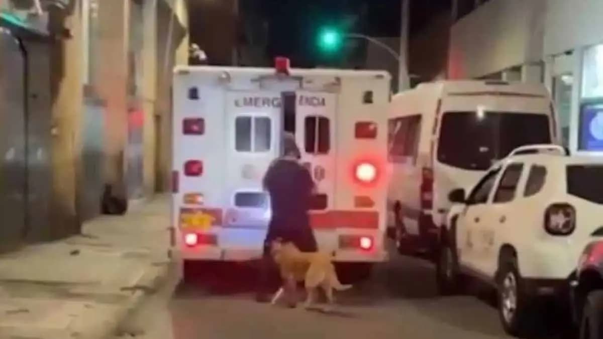 devoted dog follows owner to hospital gnr