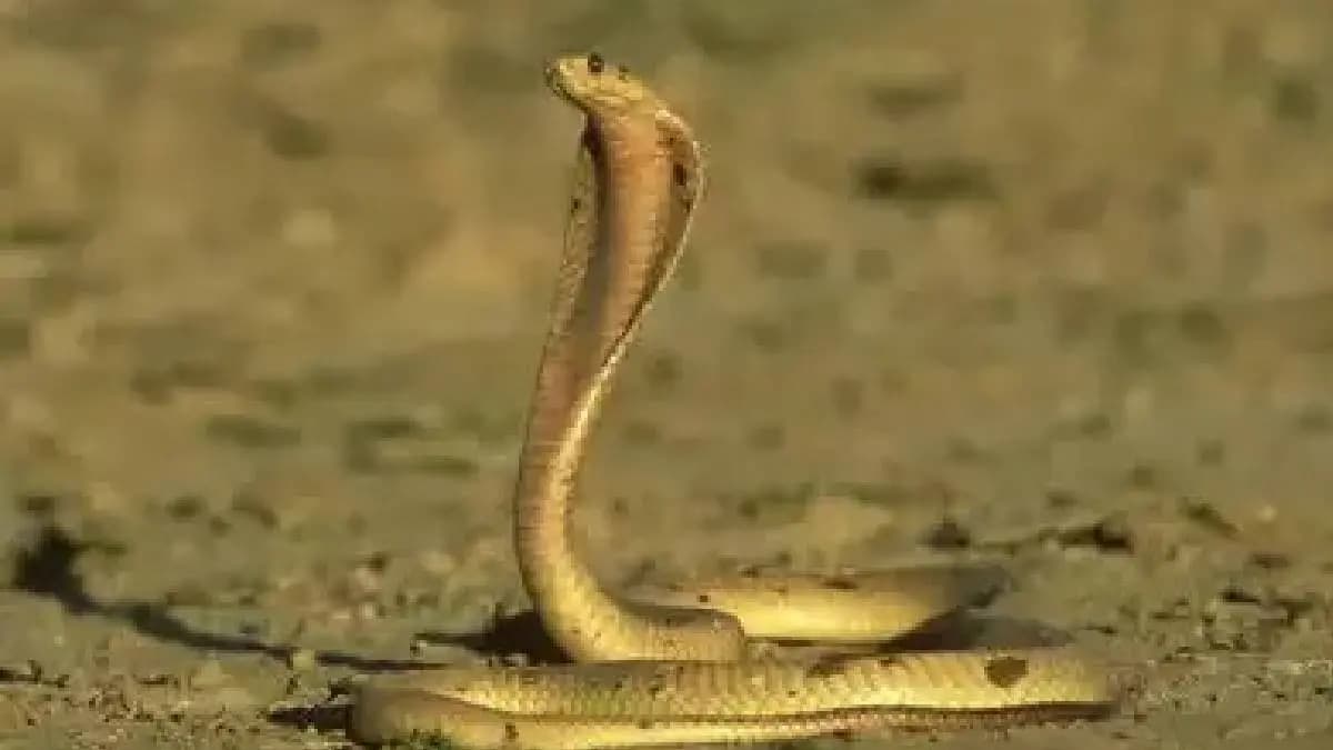 Cape cobra is the most venomous snake of Southern Africa  gnr