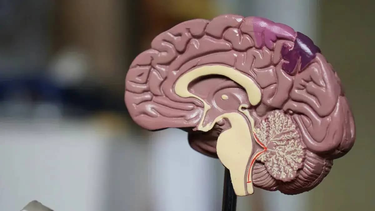 How The Cold Sore Virus Can Reach And Infect Your Brain gnr