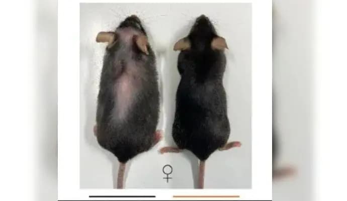 Scientists Develop Breakthrough Anti-Ageing Drug  gnr