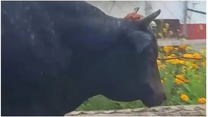 bull attack in banarhat tea garden