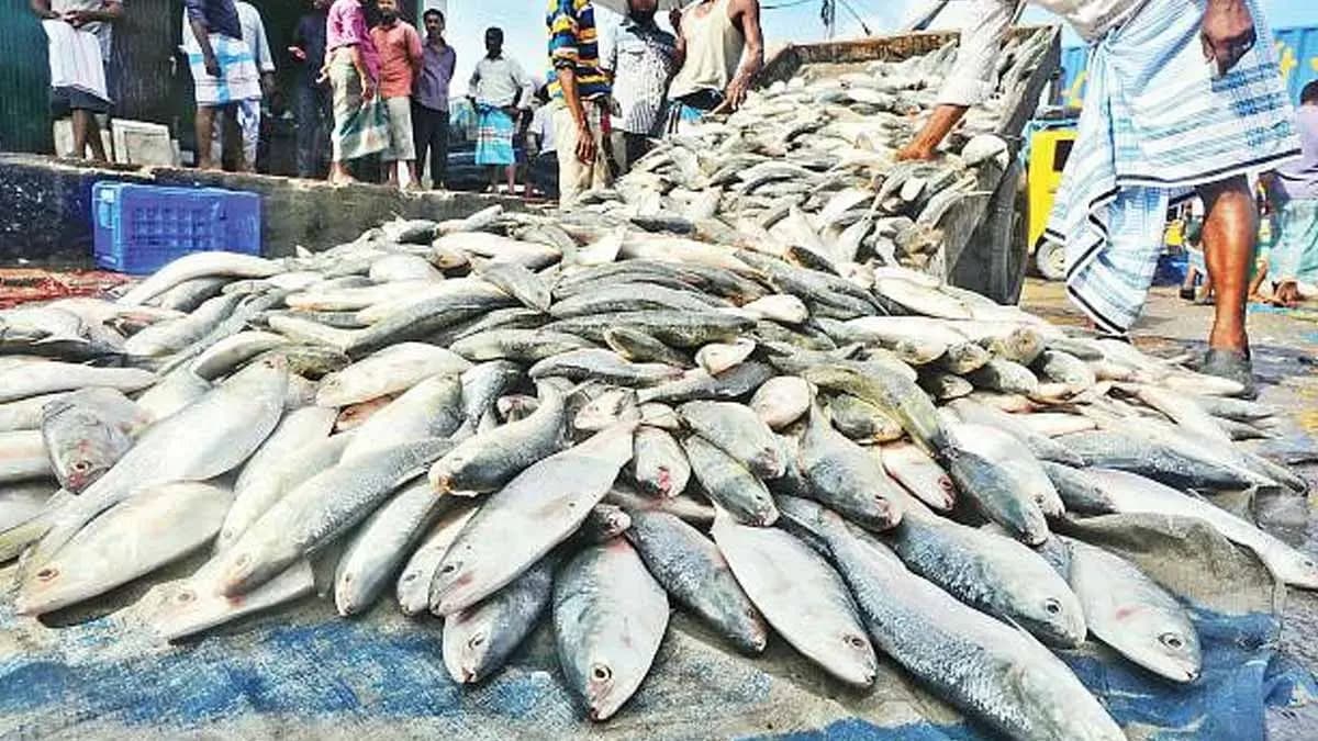 bangladeshi hilsa available in howrah wholesale market gnr