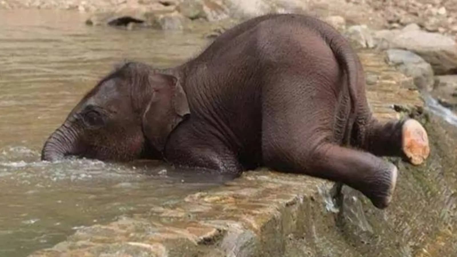 Baby elephant body recover in jalpaiguri_gnr