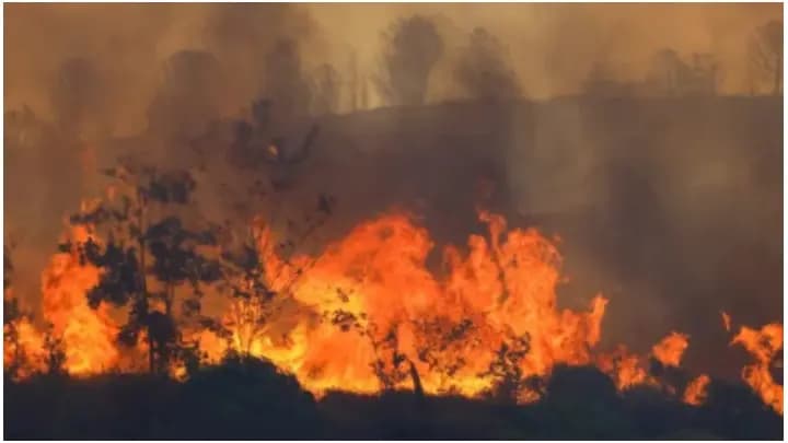 wildfires at turkey, five dies