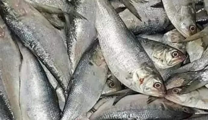 Hilsa Fishing To Beginning ponds