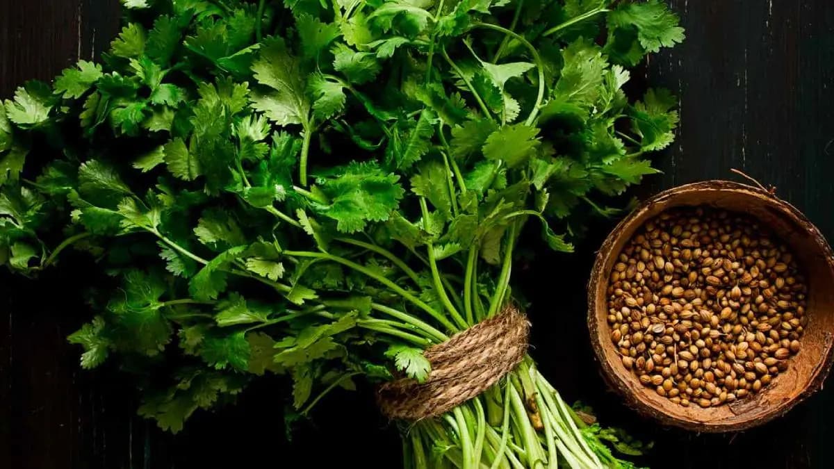 Coriander leaves helps to maintain collagen level in your body and keeps your skin tone bright and healthy lif