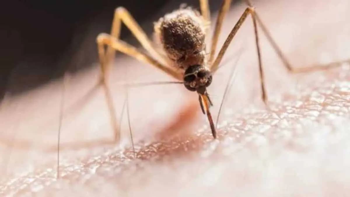 indian immunologicals sign pact for clinical development of zika vaccine gnr